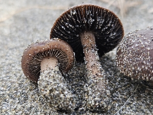  ( - FDS-CA-02187)  @11 [ ] by (2024) Mandy Hackney Fungal Diversity Survey