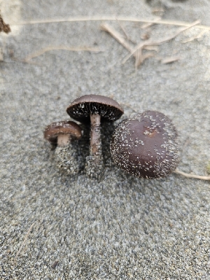  ( - FDS-CA-02187)  @11 [ ] by (2024) Mandy Hackney Fungal Diversity Survey