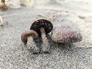  ( - FDS-CA-02187)  @11 [ ] by (2024) Mandy Hackney Fungal Diversity Survey