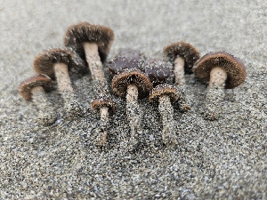  ( - FDS-CA-02184)  @11 [ ] by (2024) Mandy Hackney Fungal Diversity Survey