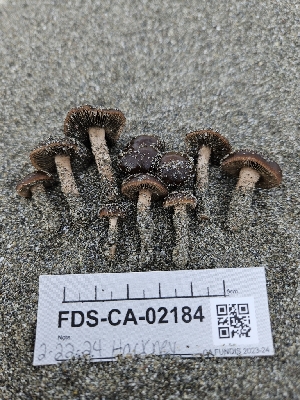 ( - FDS-CA-02184)  @11 [ ] by (2024) Mandy Hackney Fungal Diversity Survey