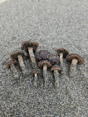  ( - FDS-CA-02184)  @11 [ ] by (2024) Mandy Hackney Fungal Diversity Survey