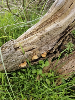  (Flammulina lupinicola - FDS-CA-02185)  @11 [ ] by (2024) Mandy Hackney Fungal Diversity Survey