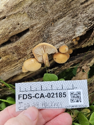  ( - FDS-CA-02185)  @11 [ ] by (2024) Mandy Hackney Fungal Diversity Survey