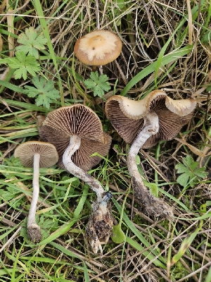  (Psilocybe cyanescens - FDS-CA-02183)  @11 [ ] by (2024) Mandy Hackney Fungal Diversity Survey