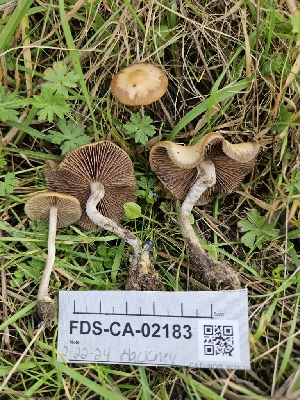  ( - FDS-CA-02183)  @11 [ ] by (2024) Mandy Hackney Fungal Diversity Survey