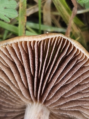  ( - FDS-CA-02183)  @11 [ ] by (2024) Mandy Hackney Fungal Diversity Survey