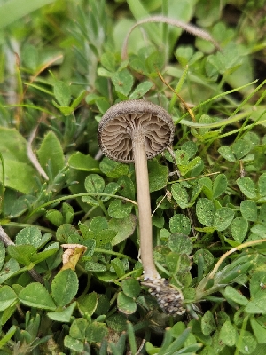  ( - FDS-CA-02182)  @11 [ ] by (2024) Mandy Hackney Fungal Diversity Survey