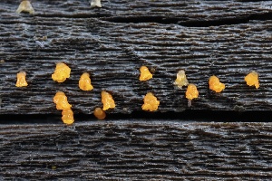  (Dacrymyces sp. CA04 - FDS-CA-00756)  @11 [ ] by-nc (2024) Taye Bright Fungal Diversity Survey