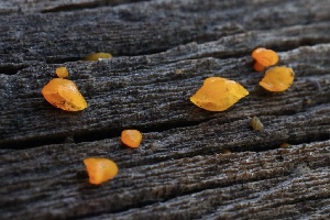  ( - FDS-CA-00756)  @11 [ ] by-nc (2024) Taye Bright Fungal Diversity Survey