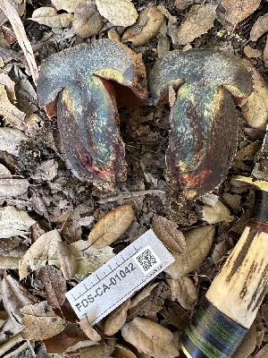  ( - FDS-CA-01042)  @11 [ ] by-nc (2024) Bat Vardeh Fungal Diversity Survey