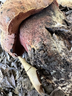  ( - FDS-CA-01042)  @11 [ ] by-nc (2024) Bat Vardeh Fungal Diversity Survey