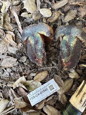 ( - FDS-CA-01042)  @11 [ ] by-nc (2024) Bat Vardeh Fungal Diversity Survey
