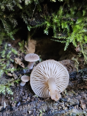  (Trichocybe - FDS-CA-02179)  @11 [ ] by (2024) Mandy Hackney Fungal Diversity Survey