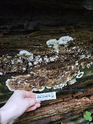  ( - FDS-CA-02178)  @11 [ ] by (2024) Mandy Hackney Fungal Diversity Survey