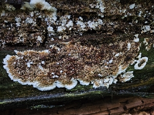  ( - FDS-CA-02178)  @11 [ ] by (2024) Mandy Hackney Fungal Diversity Survey