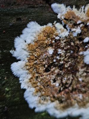  ( - FDS-CA-02178)  @11 [ ] by (2024) Mandy Hackney Fungal Diversity Survey