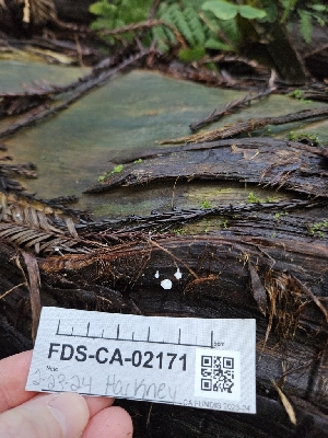  ( - FDS-CA-02171)  @11 [ ] by (2024) Mandy Hackney Fungal Diversity Survey
