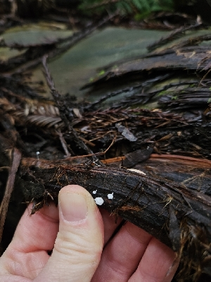  ( - FDS-CA-02171)  @11 [ ] by (2024) Mandy Hackney Fungal Diversity Survey