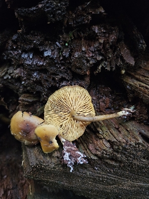  (Callistosporium graminicolor - FDS-CA-02176)  @11 [ ] by (2024) Mandy Hackney Fungal Diversity Survey