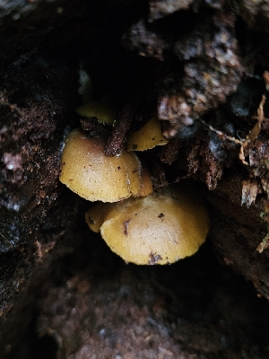  ( - FDS-CA-02176)  @11 [ ] by (2024) Mandy Hackney Fungal Diversity Survey