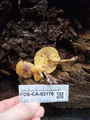  ( - FDS-CA-02176)  @11 [ ] by (2024) Mandy Hackney Fungal Diversity Survey