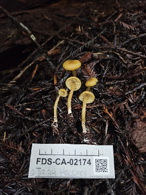  ( - FDS-CA-02174)  @11 [ ] by (2024) Mandy Hackney Fungal Diversity Survey