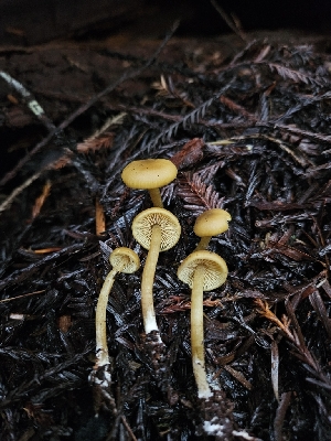  ( - FDS-CA-02174)  @11 [ ] by (2024) Mandy Hackney Fungal Diversity Survey