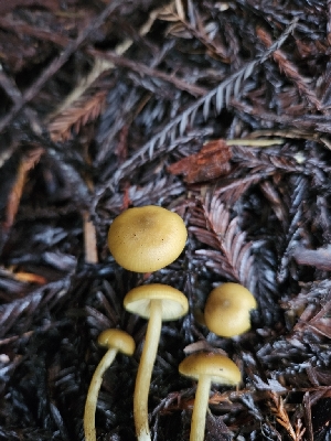  ( - FDS-CA-02174)  @11 [ ] by (2024) Mandy Hackney Fungal Diversity Survey