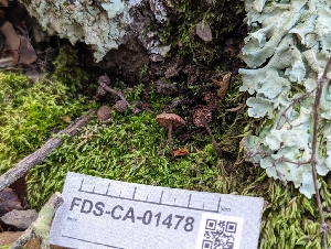  ( - FDS-CA-01478)  @11 [ ] by-nc (2024) Stu Pickell Fungal Diversity Survey