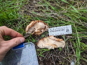  ( - FDS-CA-01481)  @11 [ ] by-nc (2024) Stu Pickell Fungal Diversity Survey