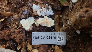  ( - FDS-CA-03415)  @11 [ ] by-nc (2024) Fresno Mycology Society Fungal Diversity Survey