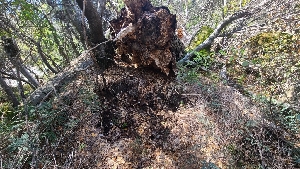  ( - FDS-CA-03415)  @11 [ ] by-nc (2024) Fresno Mycology Society Fungal Diversity Survey