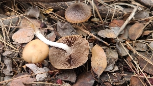  ( - FDS-CA-03418)  @11 [ ] by-nc (2024) Fresno Mycology Society Fungal Diversity Survey
