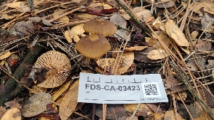  ( - FDS-CA-03423)  @11 [ ] by-nc (2024) Fresno Mycology Society Fungal Diversity Survey