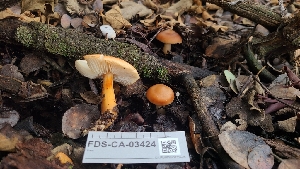  ( - FDS-CA-03424)  @11 [ ] by-nc (2024) Fresno Mycology Society Fungal Diversity Survey