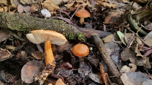  ( - FDS-CA-03424)  @11 [ ] by-nc (2024) Fresno Mycology Society Fungal Diversity Survey