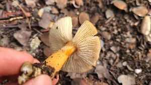  ( - FDS-CA-03424)  @11 [ ] by-nc (2024) Fresno Mycology Society Fungal Diversity Survey