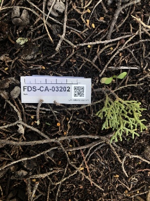  (Pithya sp. cupressina-CA01 - FDS-CA-03202)  @11 [ ] by (2024) Justin Paulin Fungal Diversity Survey