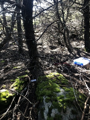  ( - FDS-CA-03300)  @11 [ ] by (2024) Justin Paulin Fungal Diversity Survey