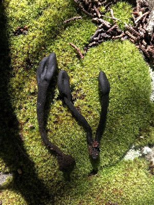  ( - FDS-CA-03300)  @11 [ ] by (2024) Justin Paulin Fungal Diversity Survey