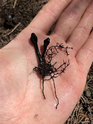  ( - FDS-CA-03206)  @11 [ ] by (2024) Justin Paulin Fungal Diversity Survey