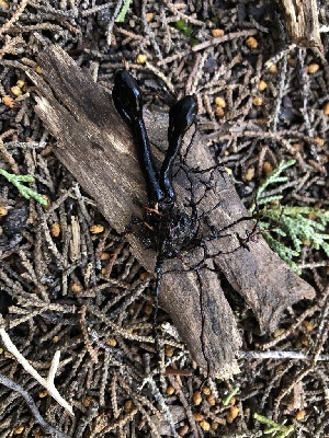 ( - FDS-CA-03206)  @11 [ ] by (2024) Justin Paulin Fungal Diversity Survey
