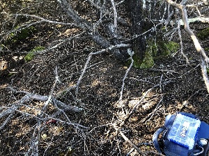  ( - FDS-CA-03208)  @11 [ ] by (2024) Justin Paulin Fungal Diversity Survey