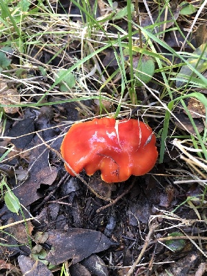  (Hygrocybe sp. marchii-PNW10 - FDS-CA-03212)  @11 [ ] by (2024) Justin Paulin Fungal Diversity Survey