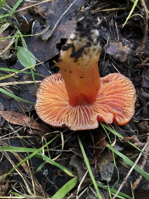  ( - FDS-CA-03212)  @11 [ ] by (2024) Justin Paulin Fungal Diversity Survey