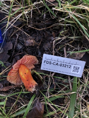  ( - FDS-CA-03212)  @11 [ ] by (2024) Justin Paulin Fungal Diversity Survey