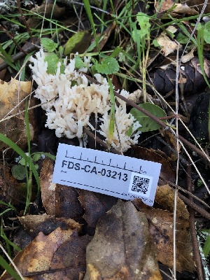  ( - FDS-CA-03213)  @11 [ ] by (2024) Justin Paulin Fungal Diversity Survey