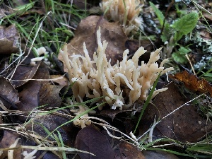  ( - FDS-CA-03213)  @11 [ ] by (2024) Justin Paulin Fungal Diversity Survey