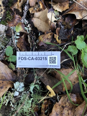  ( - FDS-CA-03215)  @11 [ ] by (2024) Justin Paulin Fungal Diversity Survey